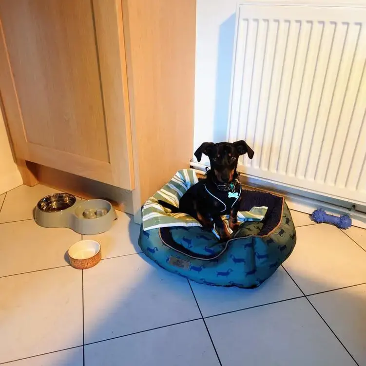Dachshund (Miniature Smooth-Haired)