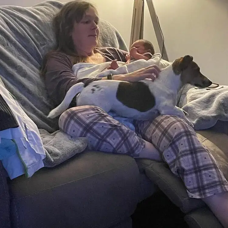 Jack Russell Terrier