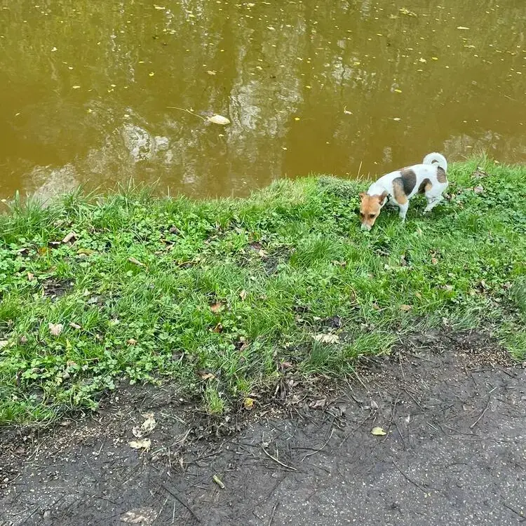 Jack Russell Terrier