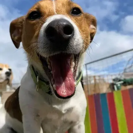 Jack Russell Terrier