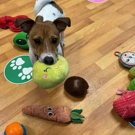 Jack Russell Terrier