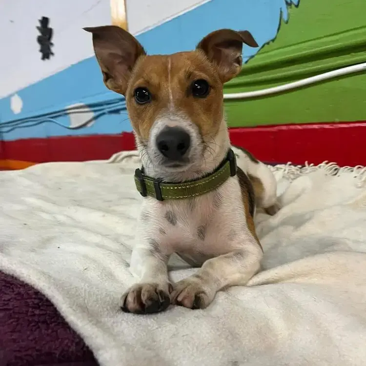 Jack Russell Terrier