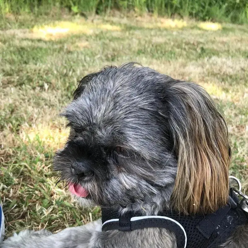 Shih Tzu