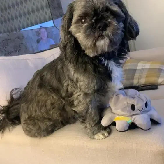 Shih Tzu