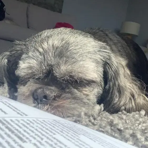 Shih Tzu