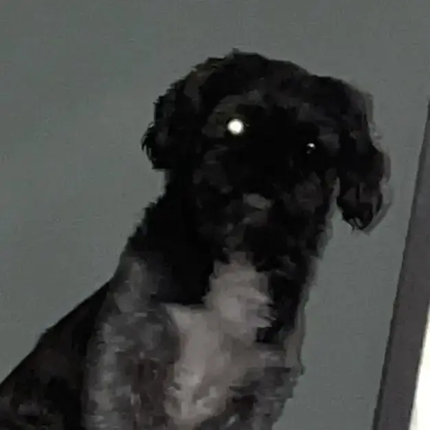Shih Tzu