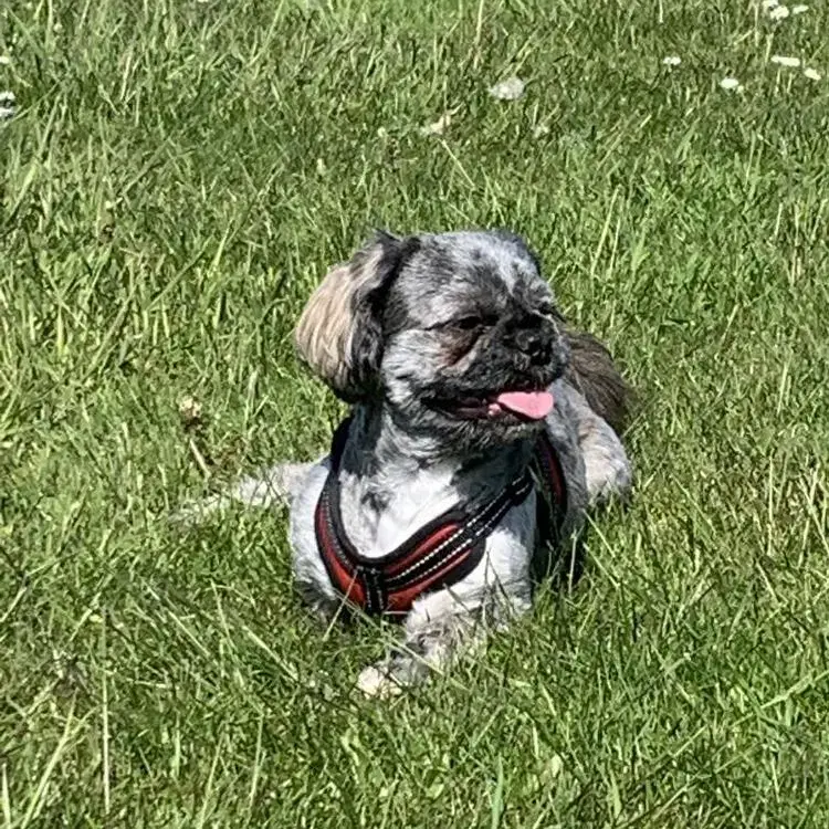 Shih Tzu