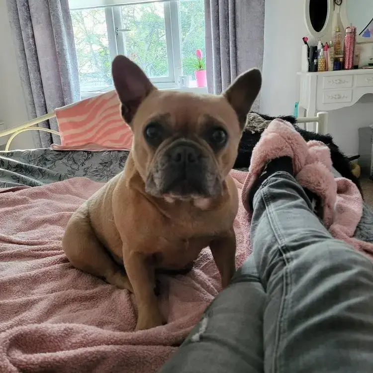 French Bulldog
