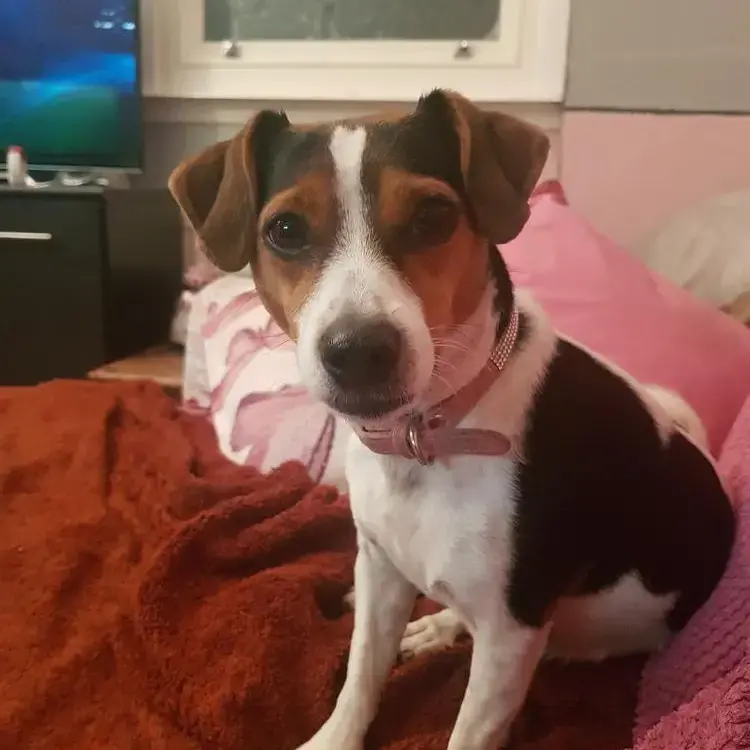 Jack Russell Terrier