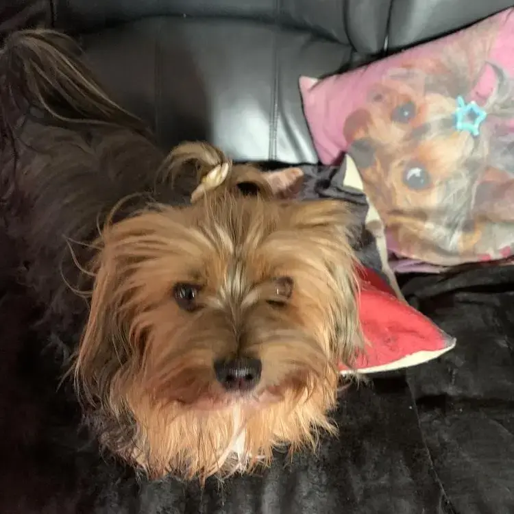 Yorkshire Terrier