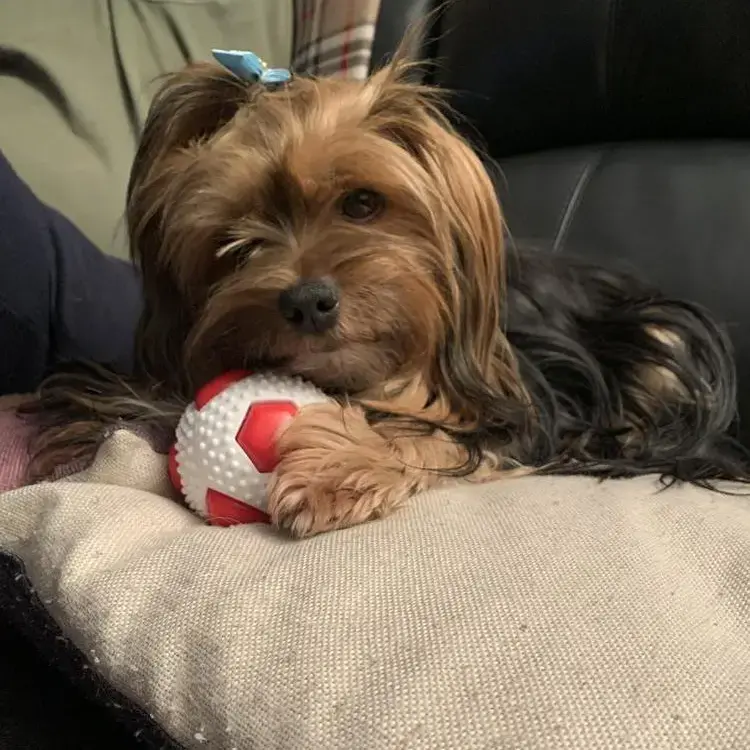 Purina yorkshire terrier online