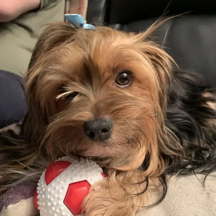 Yorkshire Terrier