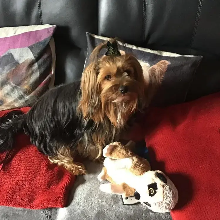 Yorkshire Terrier