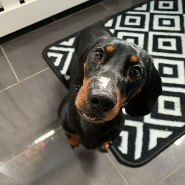 Dachshund (Miniature Smooth-Haired)