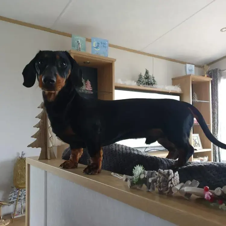 Dachshund (Miniature Smooth-Haired)