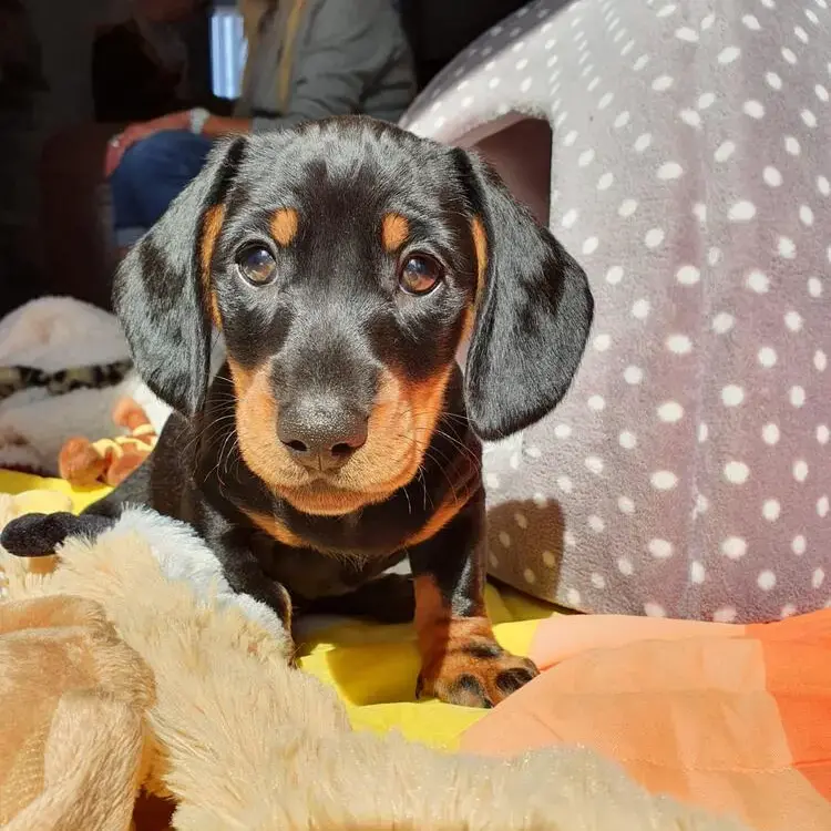 Dachshund (Miniature Smooth-Haired)