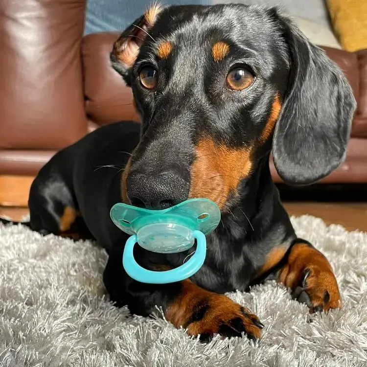 Dachshund (Miniature Smooth-Haired)