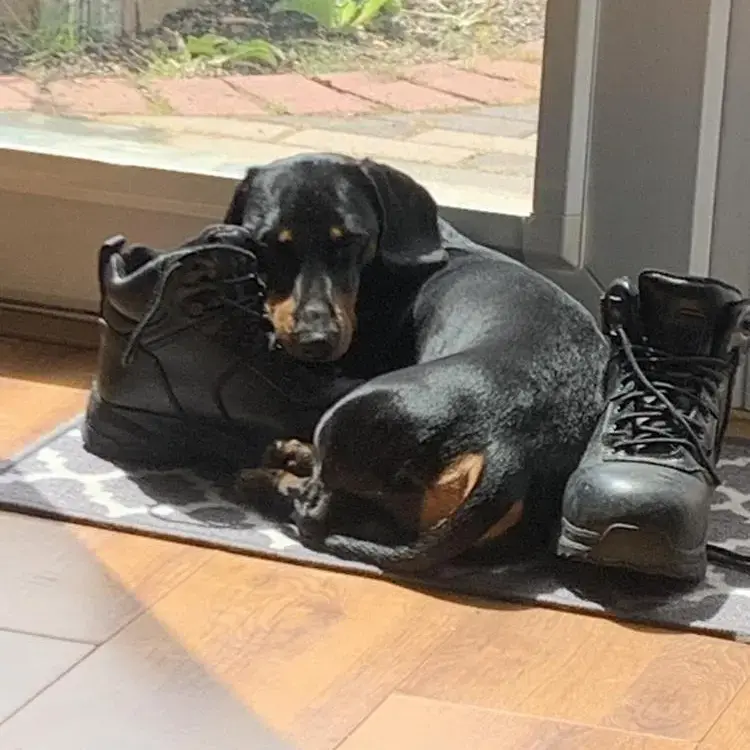 Dachshund (Miniature Smooth-Haired)