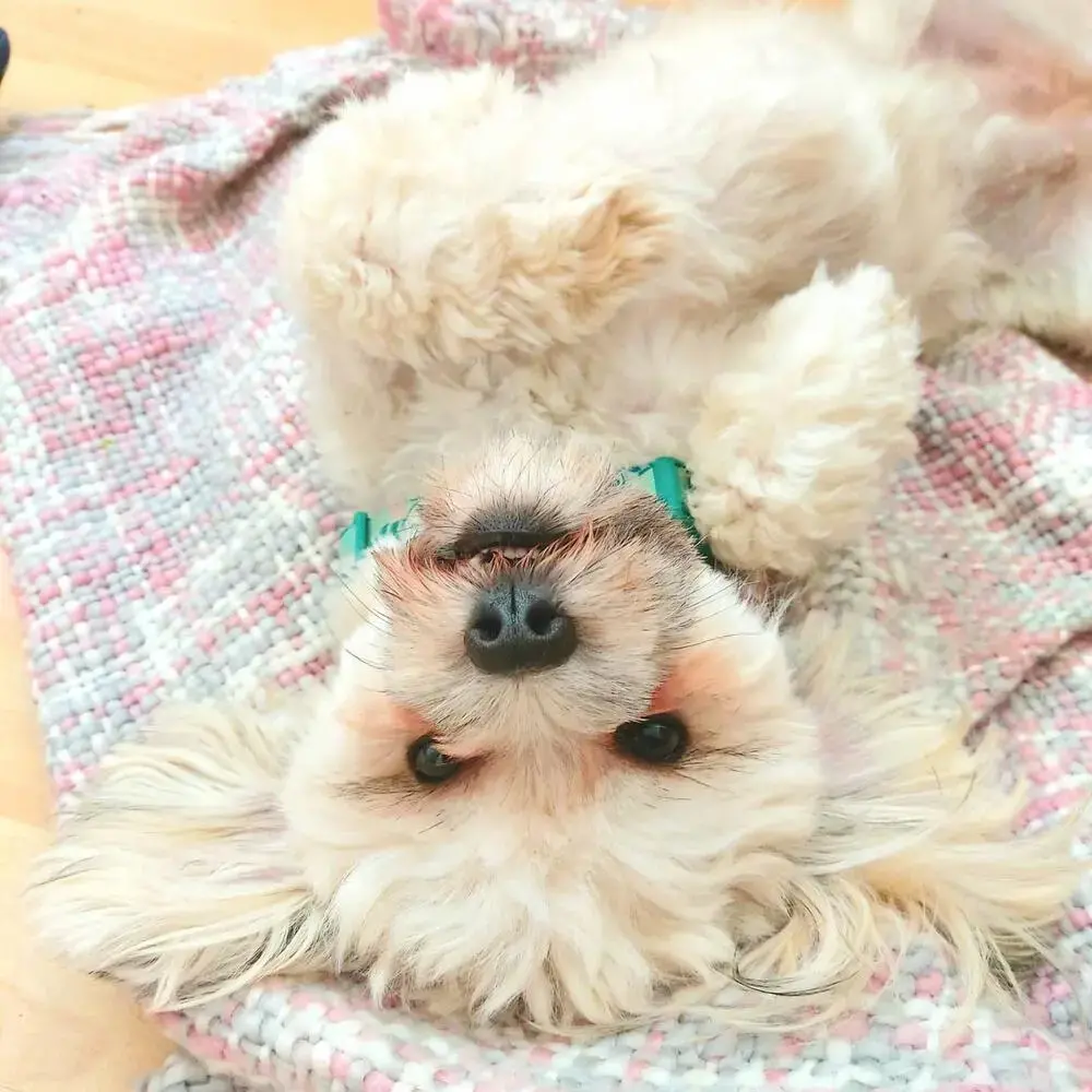Shih Tzu