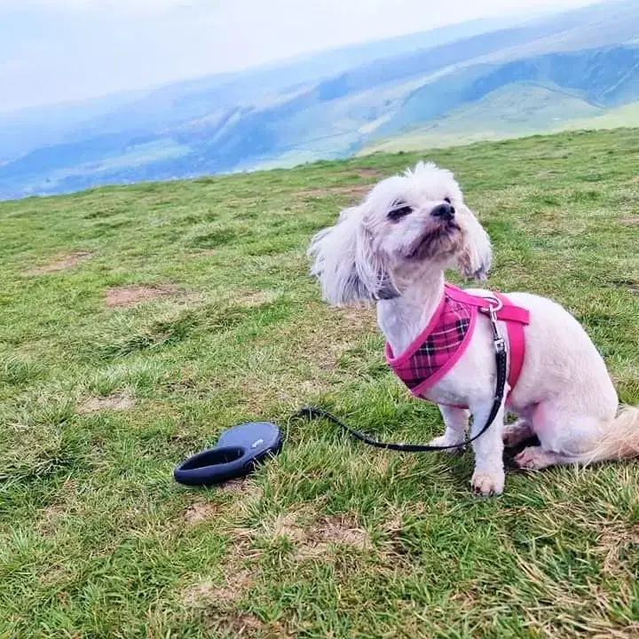 Shih Tzu