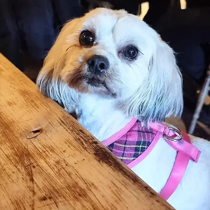 Shih Tzu