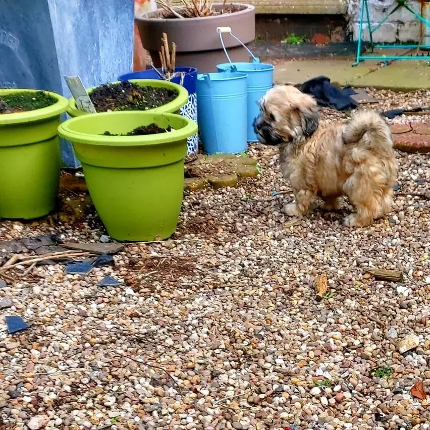Shih Tzu