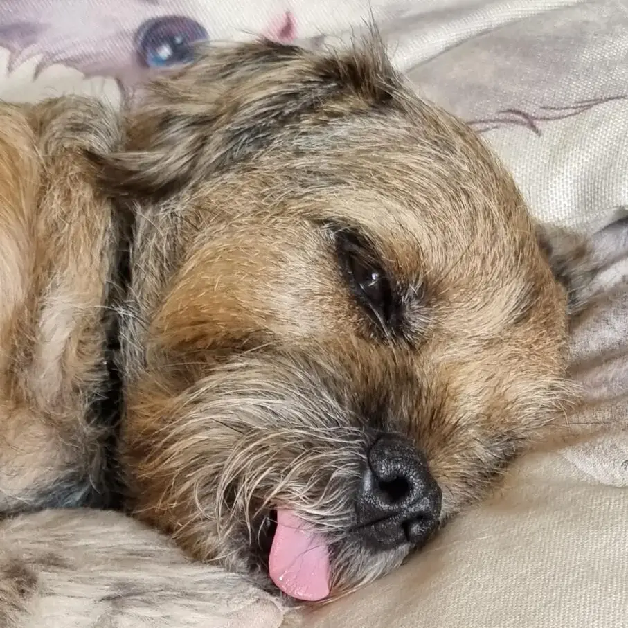 Border Terrier