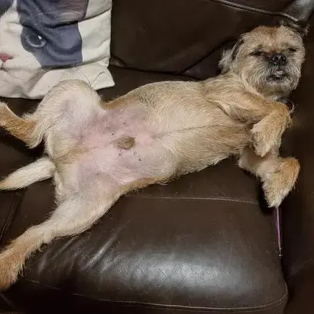 Border Terrier
