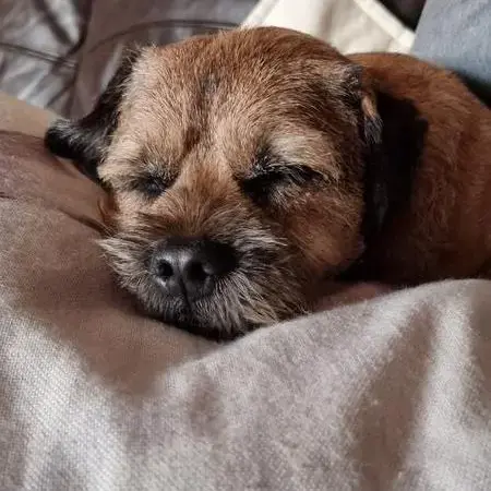 Border Terrier