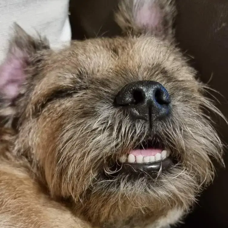 Border Terrier