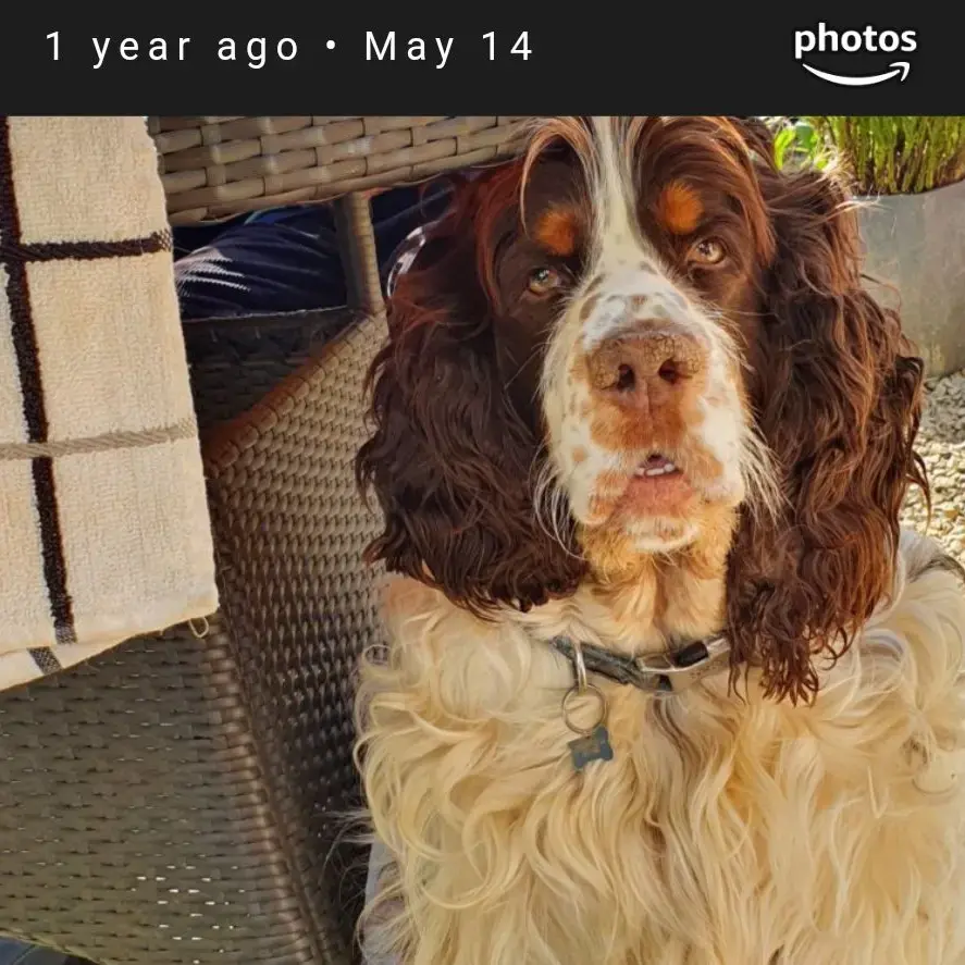 English Springer Spaniel