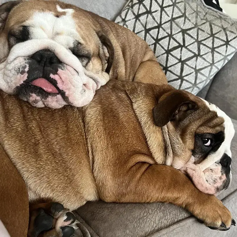 Bulldog