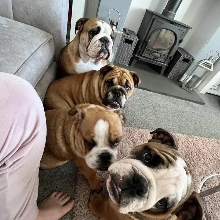 Bulldog