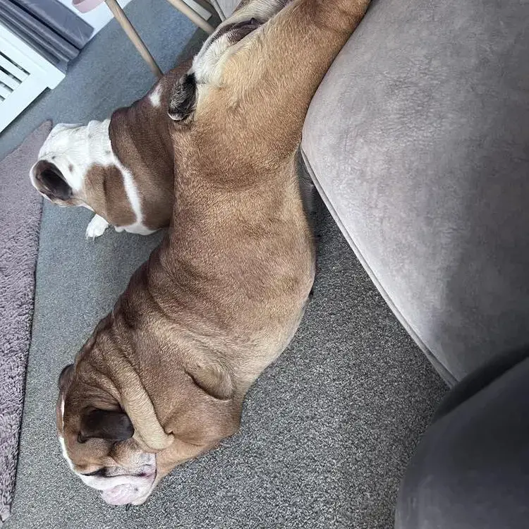 Bulldog