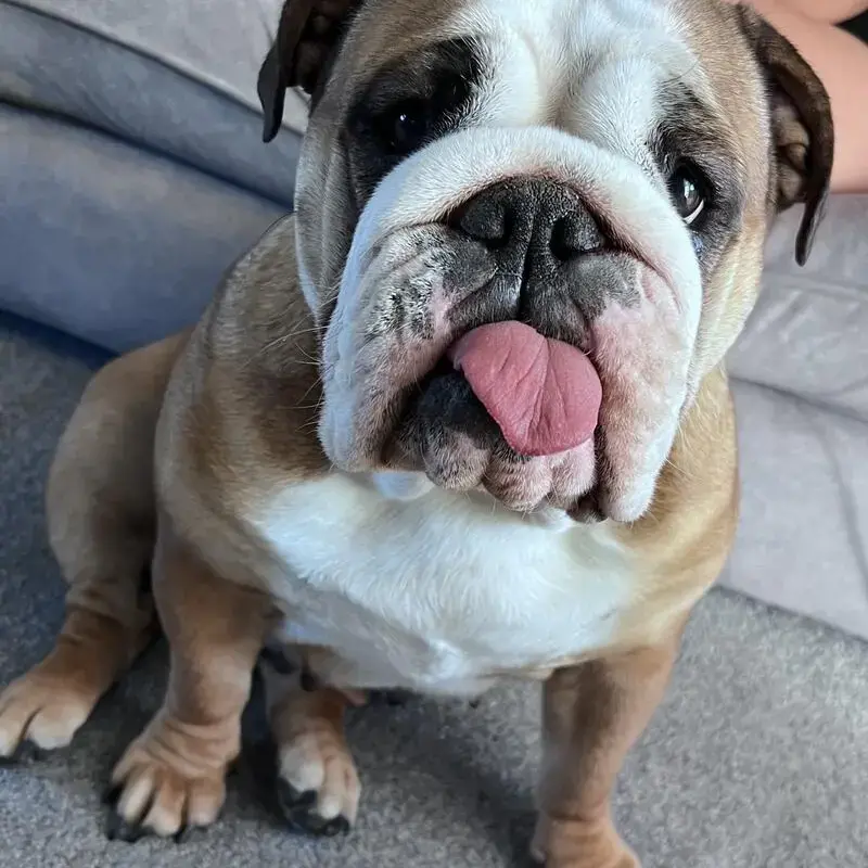 Bulldog