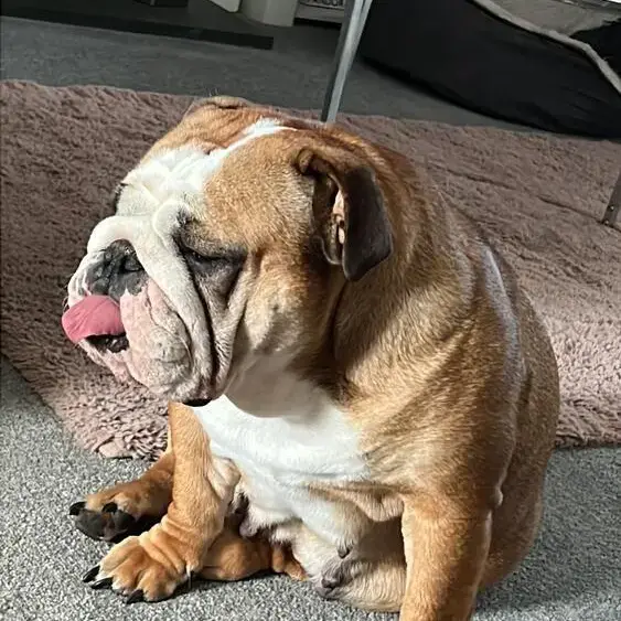 Bulldog