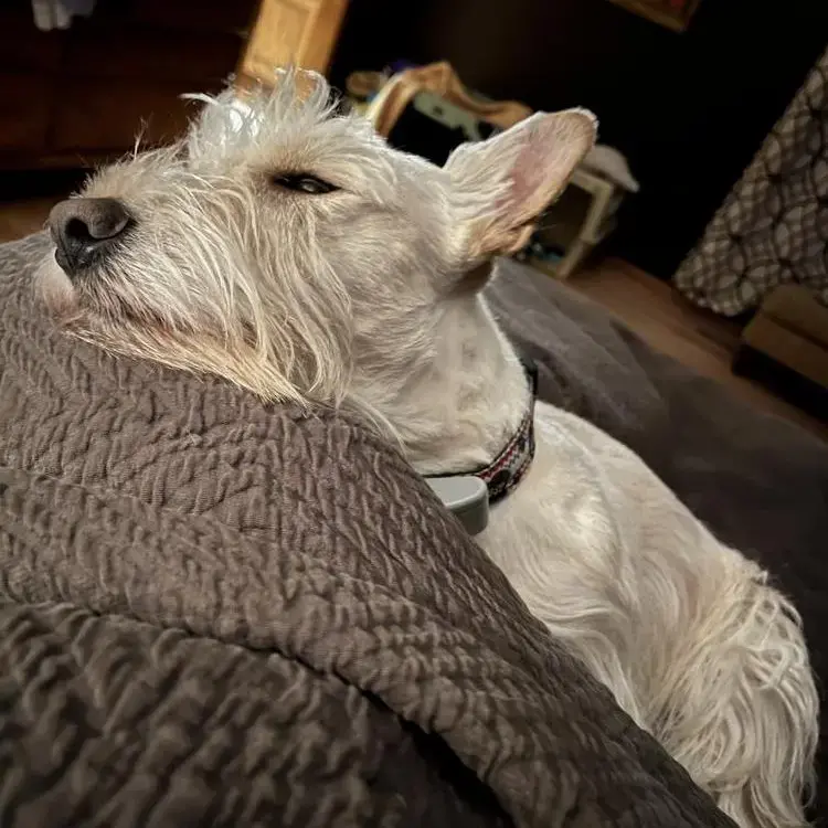 Scottish Terrier