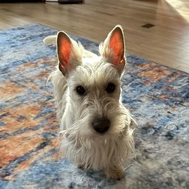 Scottish Terrier