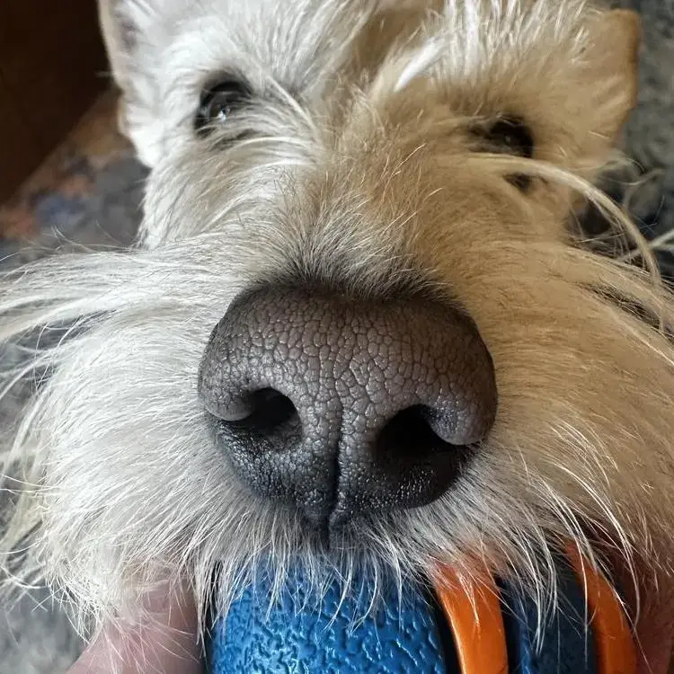 Scottish Terrier