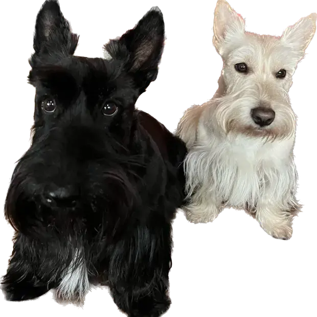 Scottish Terrier
