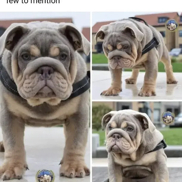 Bulldog