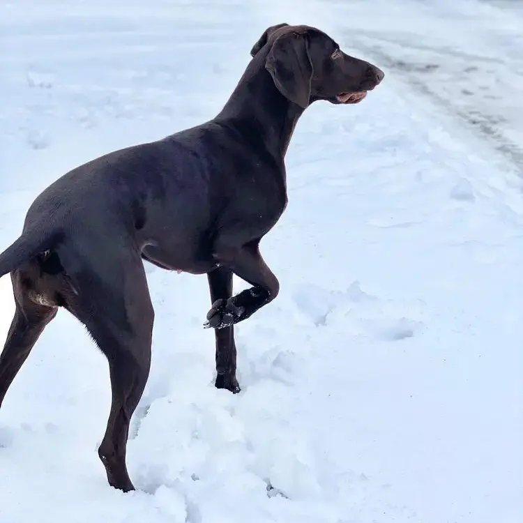German Short-Haired Pointer