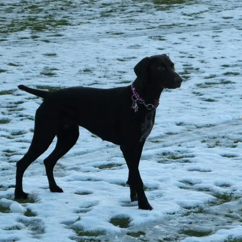 German Short-Haired Pointer