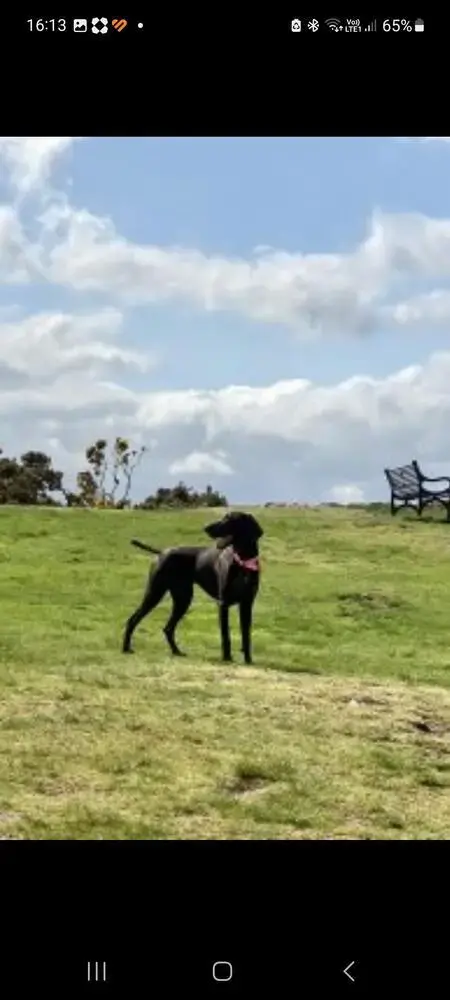 German Short-Haired Pointer
