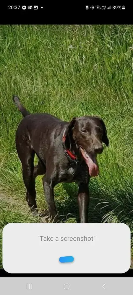 German Short-Haired Pointer