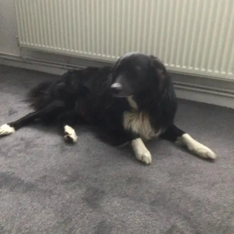 Border Collie