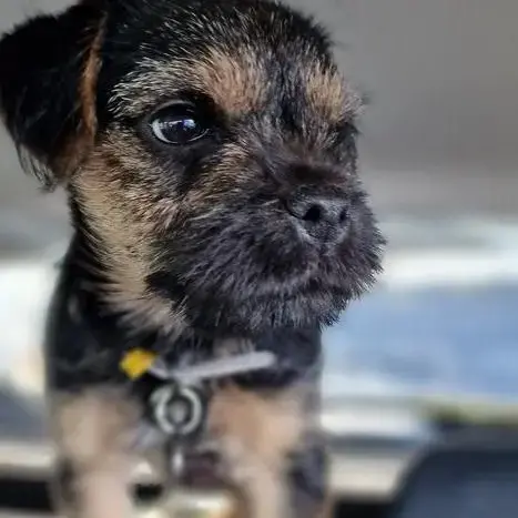 Border Terrier