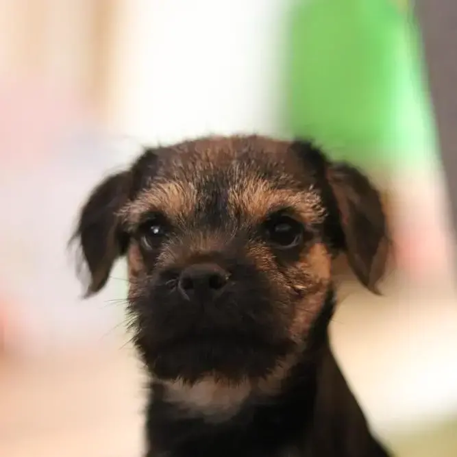 Border Terrier