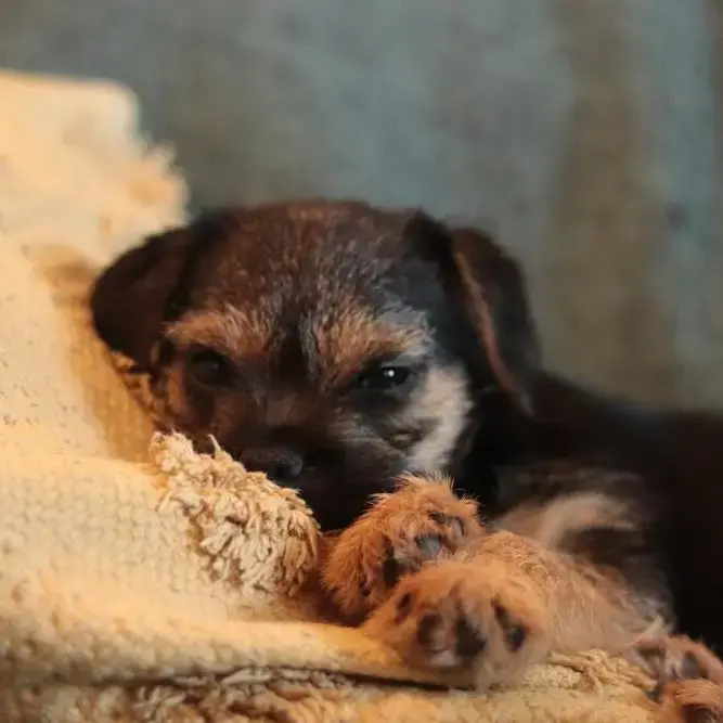 Border Terrier