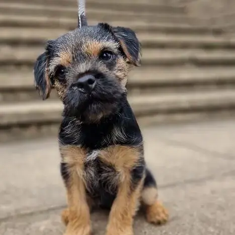 Border Terrier